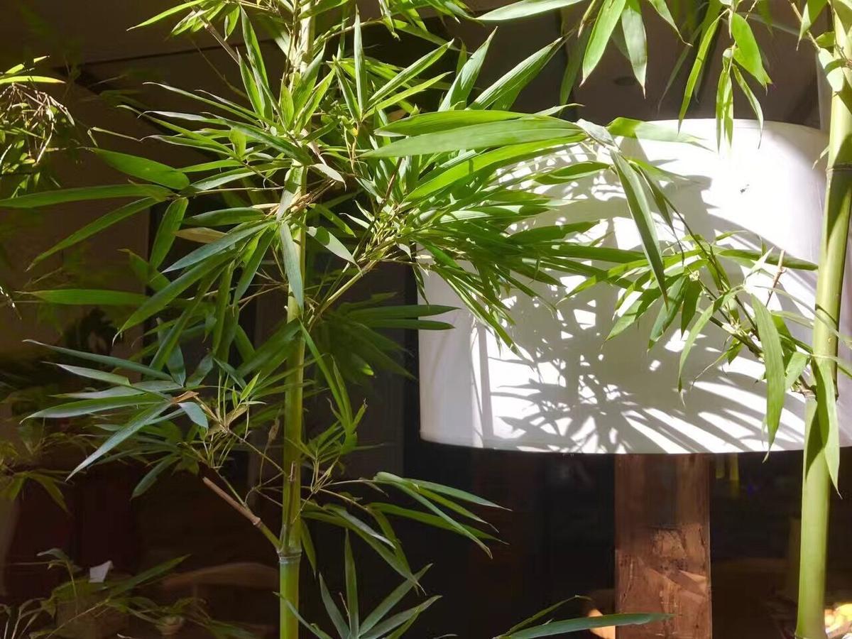 Fenghuang Poshan Inn Εξωτερικό φωτογραφία